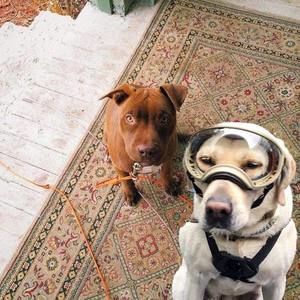 Meet your Posher, Saul